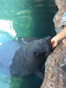 Los 8 manatíes que hay en el Acuario de Veracruz comen mucho; se les da hasta más de 140 kilos de alimentos al día. 