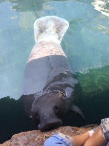 Las hembras pueden pesar hasta más de 500 kilos, cuando están embarazadas.