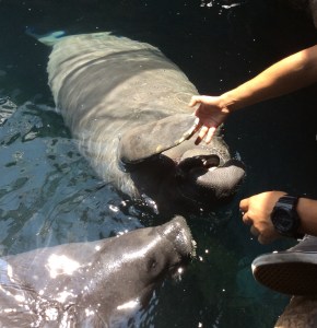 Han nacido hasta 5 crías en cautiverio, en el manatiario del Acuario de Veracruz. 