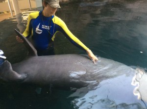 Los manatís reciben adiestramiento para poder hacer muestreos médicos sin que opongan ya ninguna resistencia. 