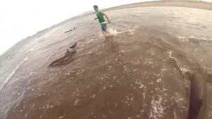 Los regresaban al mar, pero los delfines regresaban a la tierra firme... como si quisieran morir ahí.