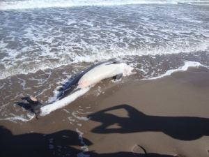 Fueron 5 ejemplares de delfines hallados muertos.