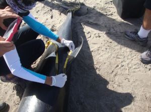 Les hacen necropsias.