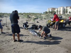 Aparecieron varados en playas de Baja California. La gente dice que estaban desorientados.