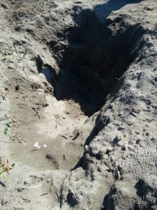 Desde ayer miércoles buscan fosas clandestinas en Tatahuicapan.