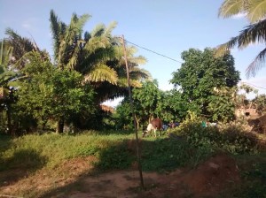 La vivienda donde encontraron estos animales enjaulados.