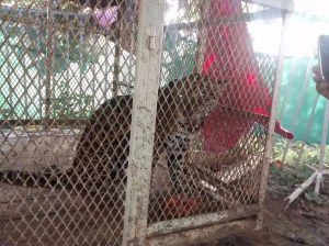 Encontraron un jaguar enjaulado en una vivienda en el ejido de Guillermo Prieto.