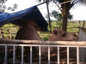 Había hasta un camello.