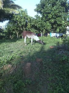 Una llama y un pony, los habían abandonado un circo en la comunidad rural de Guillermo Prieto.