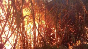 Incendios de pastizales en Veracruz.