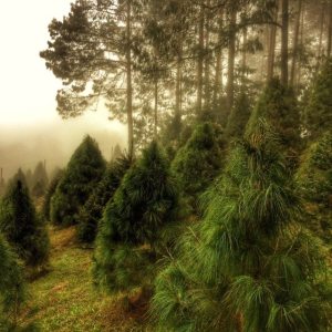 El bosque ciclo verde tiene más de 25 hectáreas de coníferas bien conservadas. 