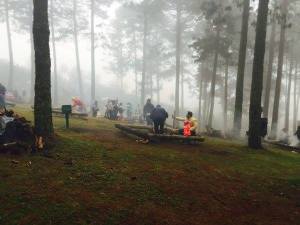 Cada año, se cultivan 4 mil 500 árboles navideños por hectárea.