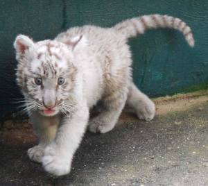 Llega tigre de bengala a zoológico de Coatzacoalcos.