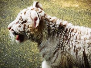 Es un precioso ejemplar, apenas un cachorrito.