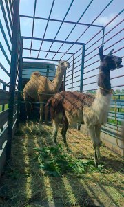 La Procuraduría Federal de Protección al Ambiente (Profepa) aseguró en el municipio de Coatzacoalcos cuatro ejemplares de vida silvestre, entre los que se encuentra un tigre hembra (Panthera tigris), un jaguar hembra (Panthera onca), un dromedario (Camelus dromedarius) y una llama (Lama glama).