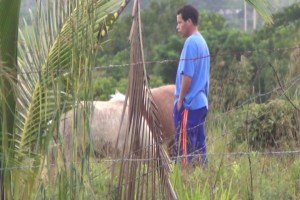 Todavía faltan de trasladar a un pony, a una llama y a un camello.