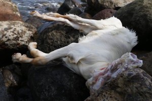 Cabras sacrificadas en plenas escolleras, un recinto turístico.