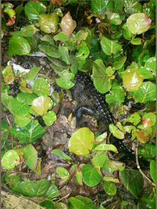 Estaba entre los matorrales.