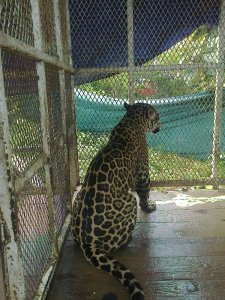  Asegura Profepa cuatro ejemplares de vida silvestre en Coatzacoalcos; una hembra jaguar entre los felinos asegurados.