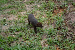 Un bello felino de la reserva ecológica de PEMEX en Coatzacoalcos está en riesgo de morir por cierre del parque.