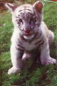 EL NUEVO HUESPED DEL MUSEO ZOOLOGICO DEL FARO, en Villa Allende.