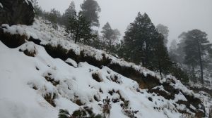 Las coníferas están cubiertas de nieve. Toda una belleza.