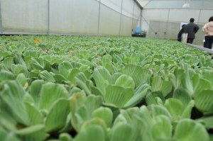 Estas lechuguillas son edémicas de cuerpos de agua de la región sur de Veracruz.