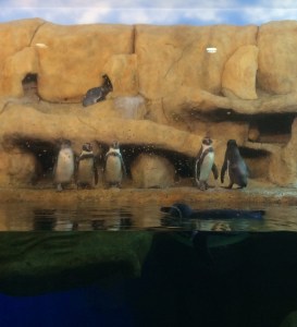 Veracruz es el primer municipio a nivel nacional que ha logrado reproducir esta especie. Ya son 4 las crías.