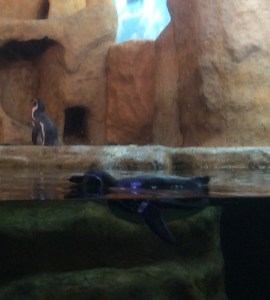 Cosumen sardinas que son traídas directamente desde Perú.