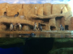 Son muy territoriales; cuidan su nido y no dejan que nadie entre.