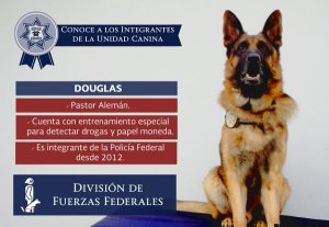Este es un perro policía que actualmente posee la Policía Federal.