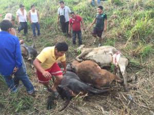 Empezaron a destazar la carne de los animales muertos, para cenar esta tarde bisteces.