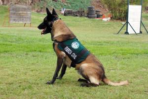 Agente canino de la Fuerza Civil de Veracruz.