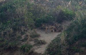 Todavía sobrevive una manada de coyotes, a los cuales se les está destruyendo su habitat.