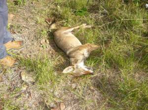 Esta es la foto que circularon los vecinos en redes sociales; pero el dueño del predio dice que es falsa.. que fue tomada de otro país.