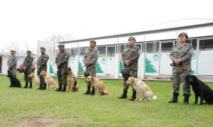 Agentes caninos de la Fuerza Civil de Veracruz.