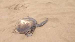 Otra tortuga muerta, es la especie Lora.