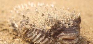 En ambos cuerpos, arrojados al mar, también habían los restos de un pez globo.