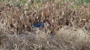 El cuerpo tenía una bolsa en la cabeza, con el rostro cubierto.