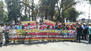 Varios municipios se quedan sin árboles para cultivo en ornatos debido al cierre del vivero La Joya, dicen.