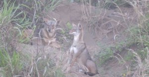 Hay una manada de coyotes en dunas costeras por el fraccionamiento El Paraíso de Coatzacoalcos.