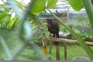 El Cojolite de Jaguaroundi, amenazado.