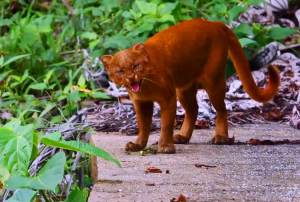 Uno de los nuevos habitantes del Parque Jaguaroundi; fue traído desde Chiapas.