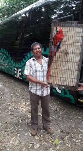 Son 29 ejemplares de estas exóticas aves.