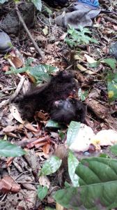 Al parecer eran tres cazadores.