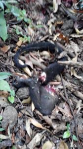 Los dejaron destazados.