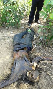 El cadáver encontrado.