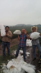 Los granizos se acumularon generando grandes bloques de hielo. Los agro-productores están sorprendidos.