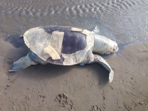Tenía el caparazón roto, al parecer fue aniquilada por una lancha con su propela.