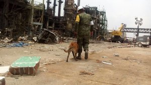 Los binomios perros-humanos, en la búsqueda de desaparecidos en PMV-Pajaritos.